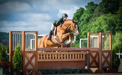 Horse Shows By the Bay