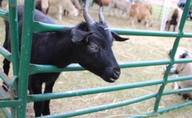 Kalkaska County Fair