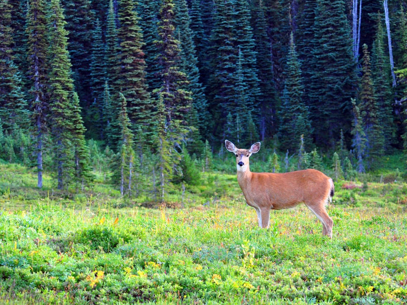 Wildlife